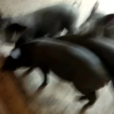 苏太母猪
