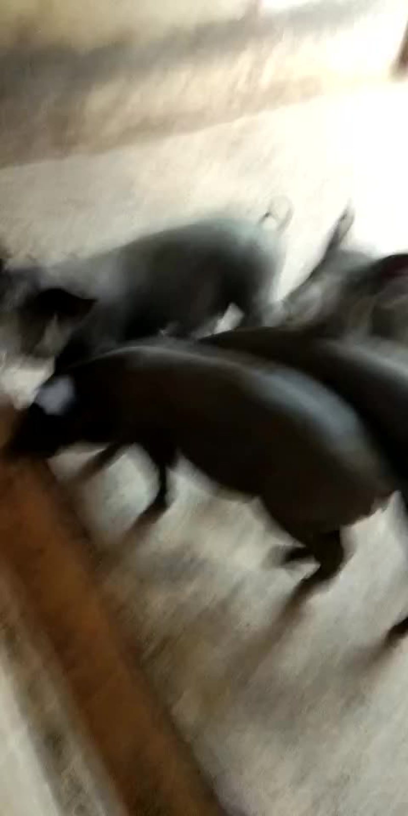苏太母猪