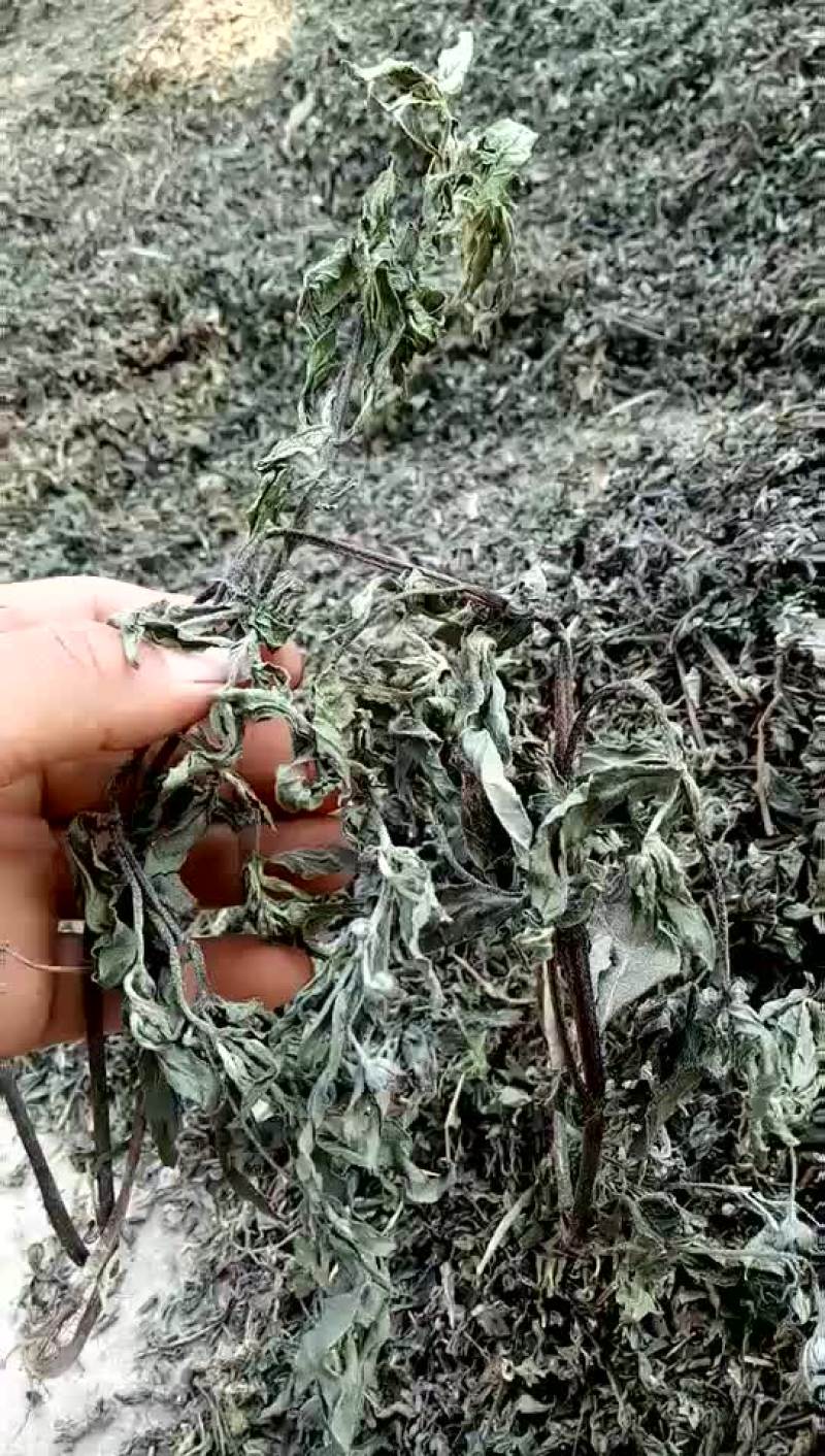 墨旱莲