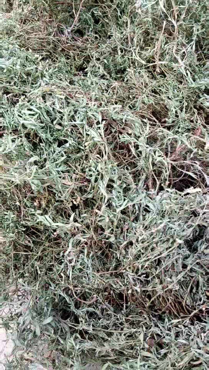 墨旱莲