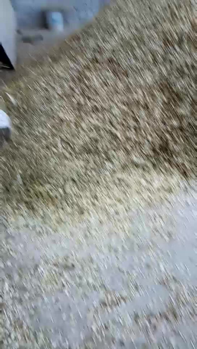 墨旱莲
