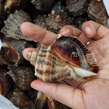 鲜活海螺
