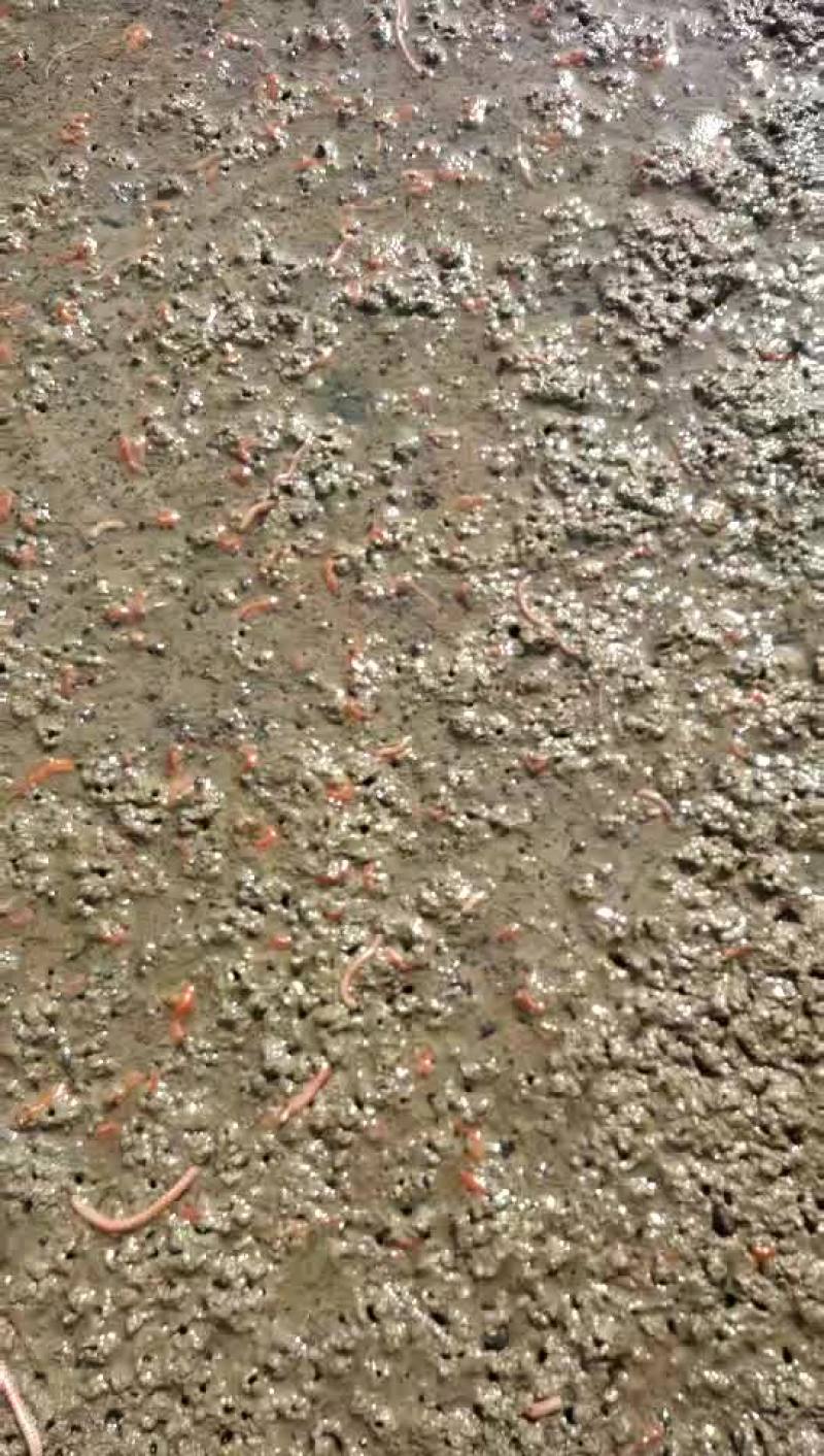 红青沙蚕苗，大沙蚕都有货