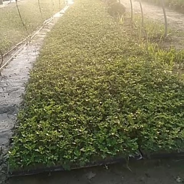 菊花头国庆节正常花期