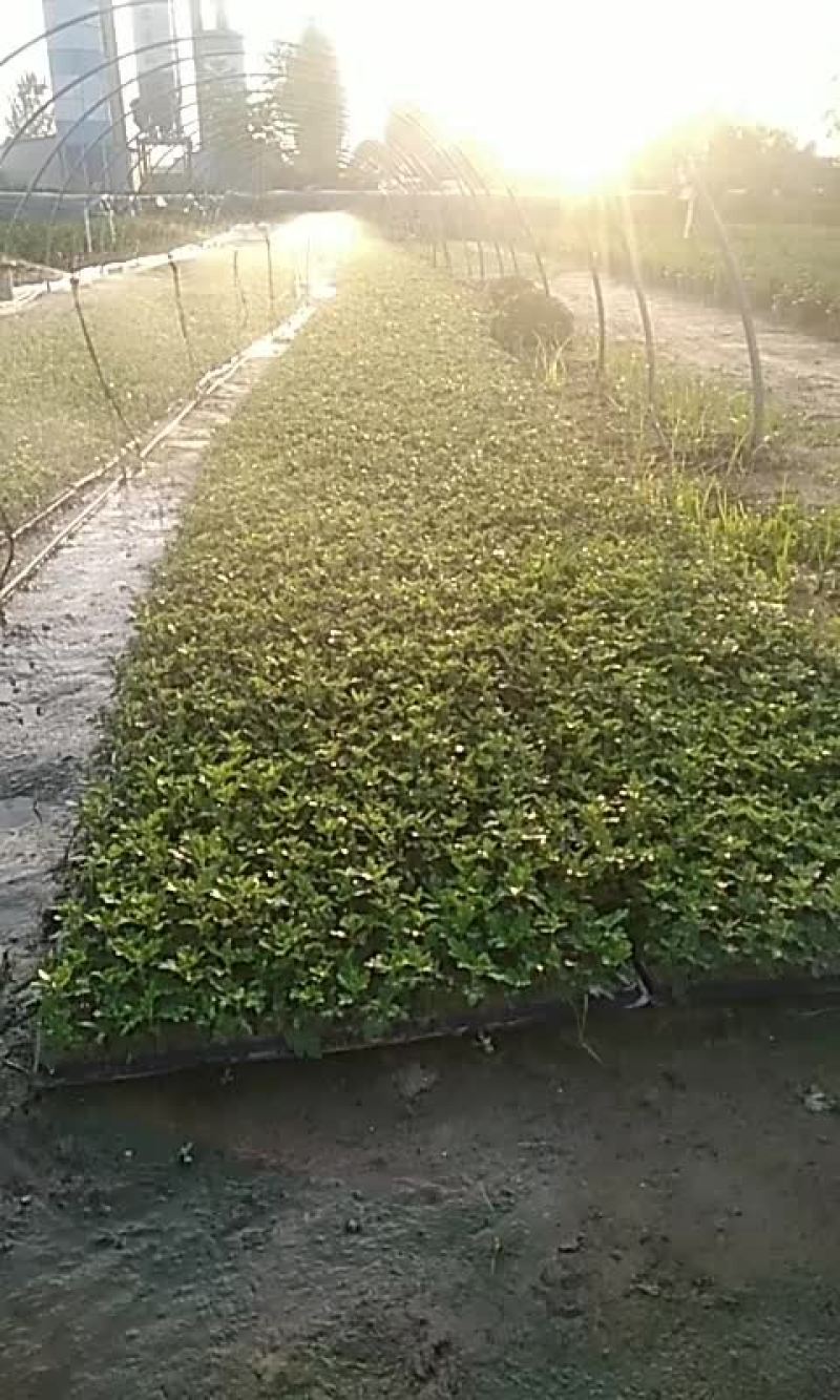 菊花头国庆节正常花期