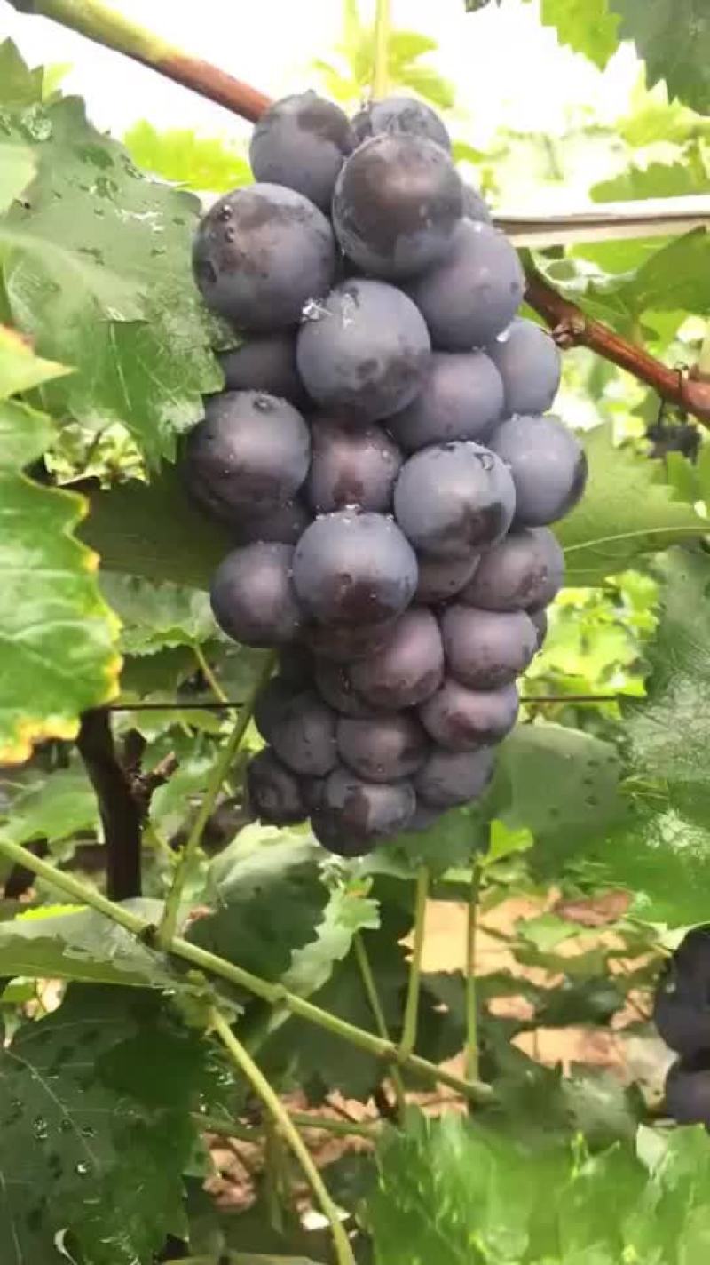 出售葡萄苗秋后大量有苗，需要的联系我