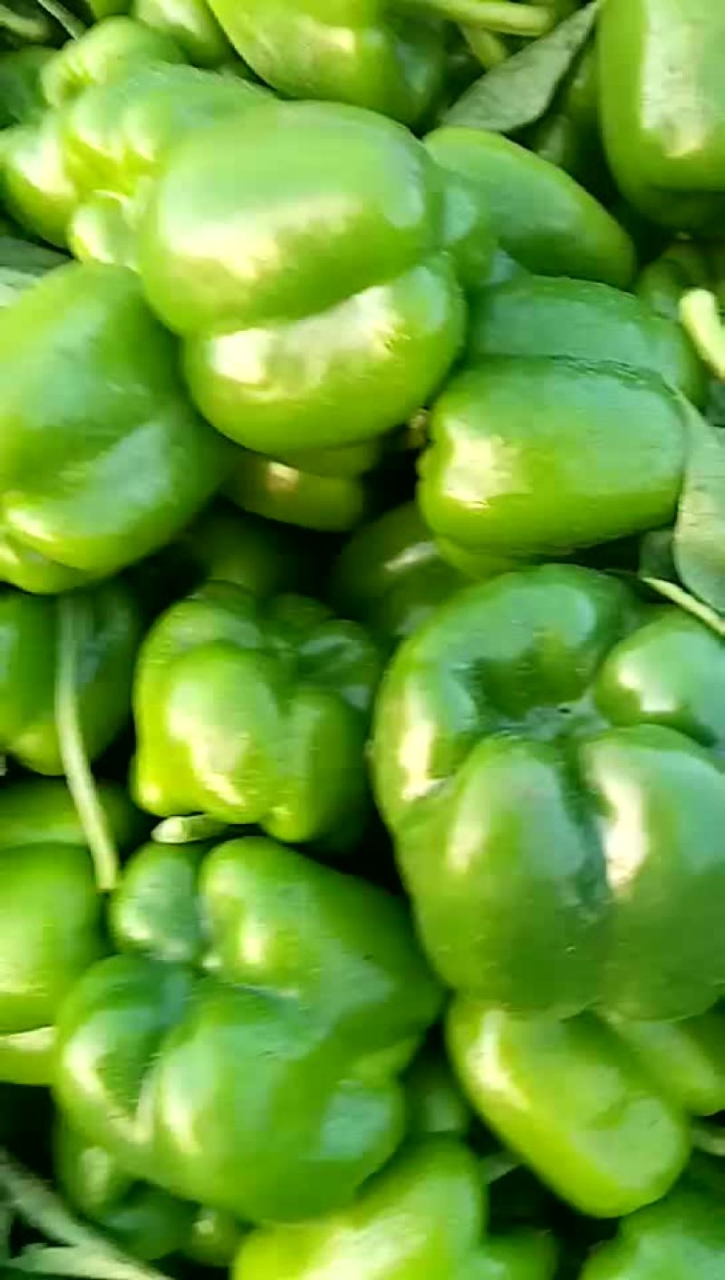 圆椒