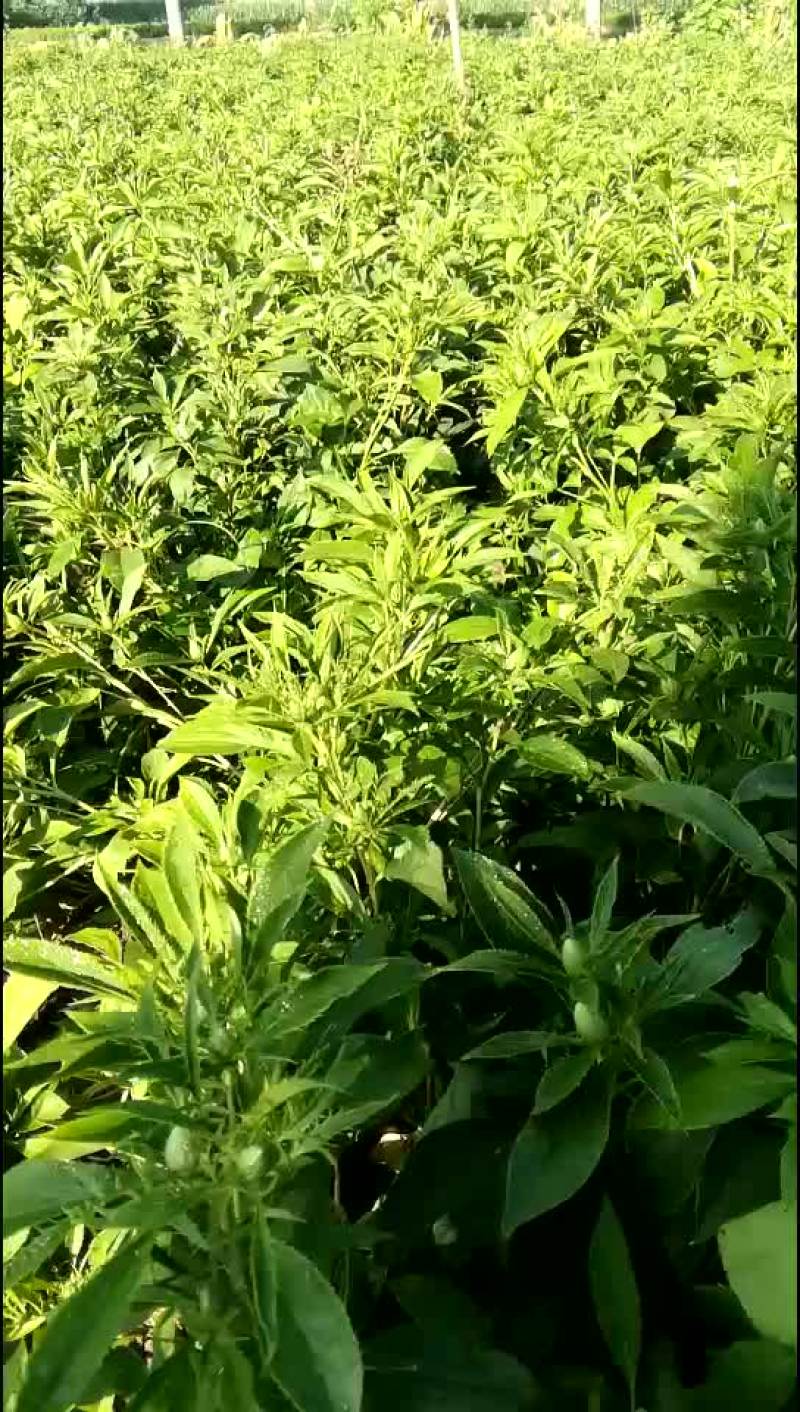 白术种苗