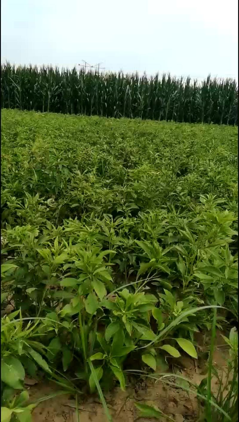 白术种苗