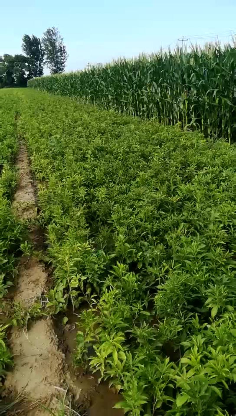 白术种苗