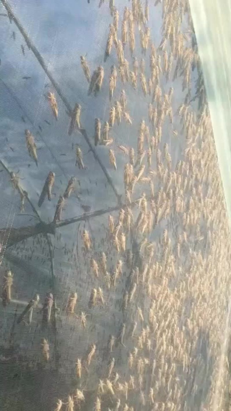蝗虫