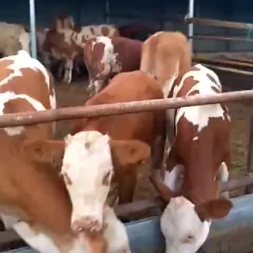 西门塔尔