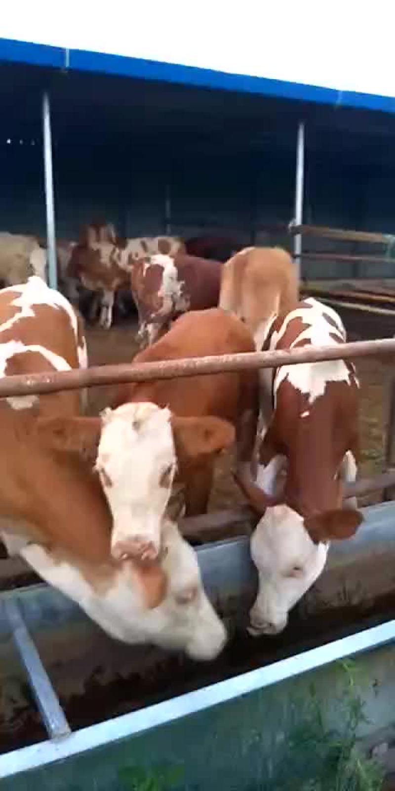 西门塔尔
