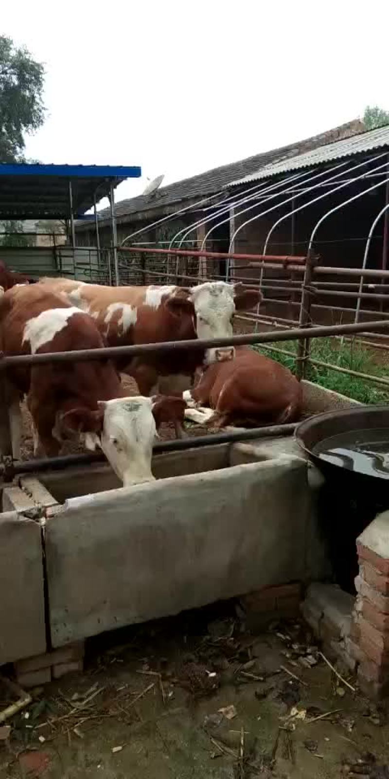 西门塔尔