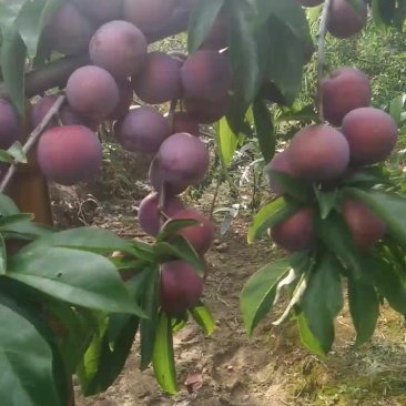 小脆红大量上市有几十万斤