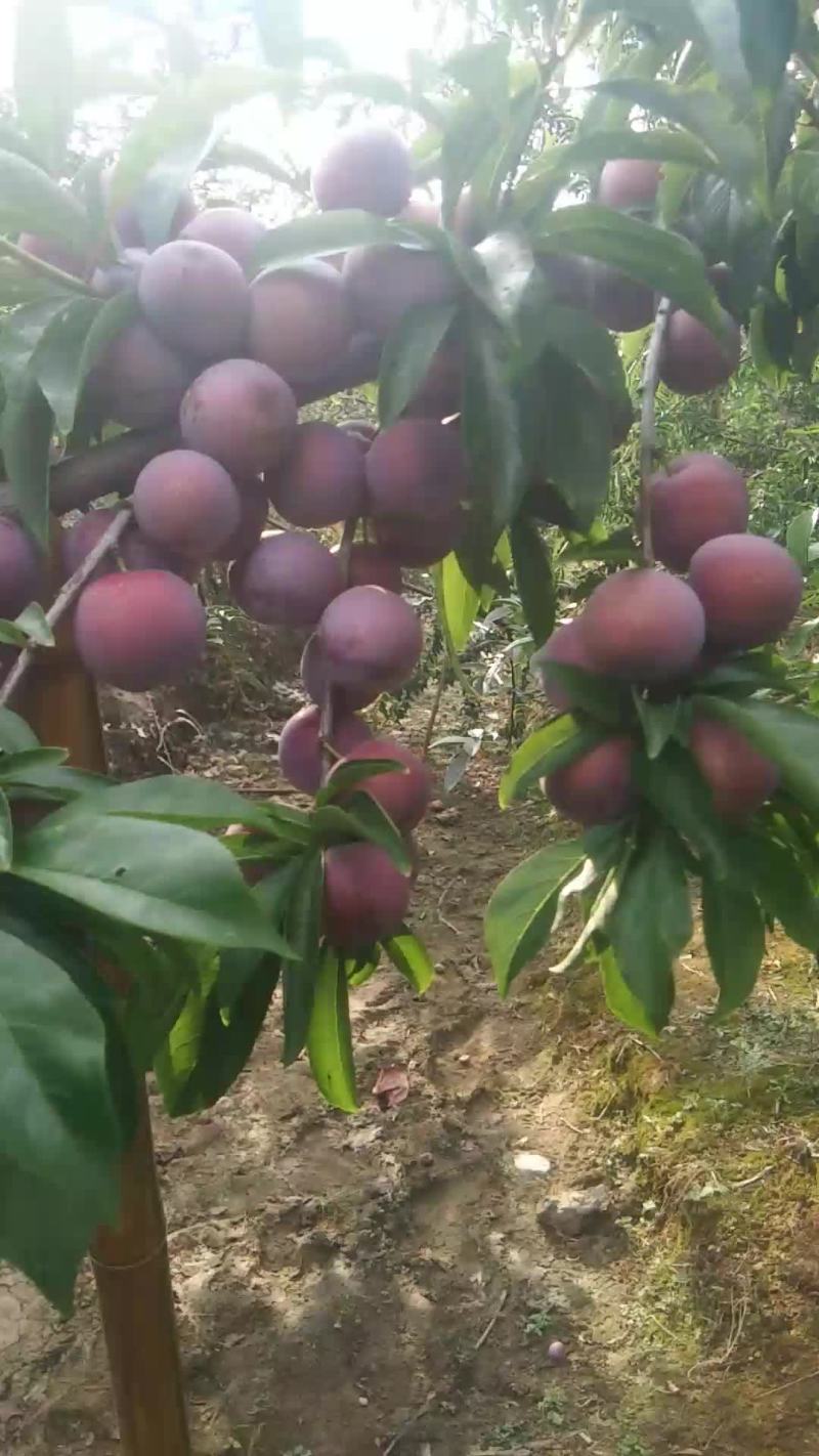 小脆红大量上市有几十万斤