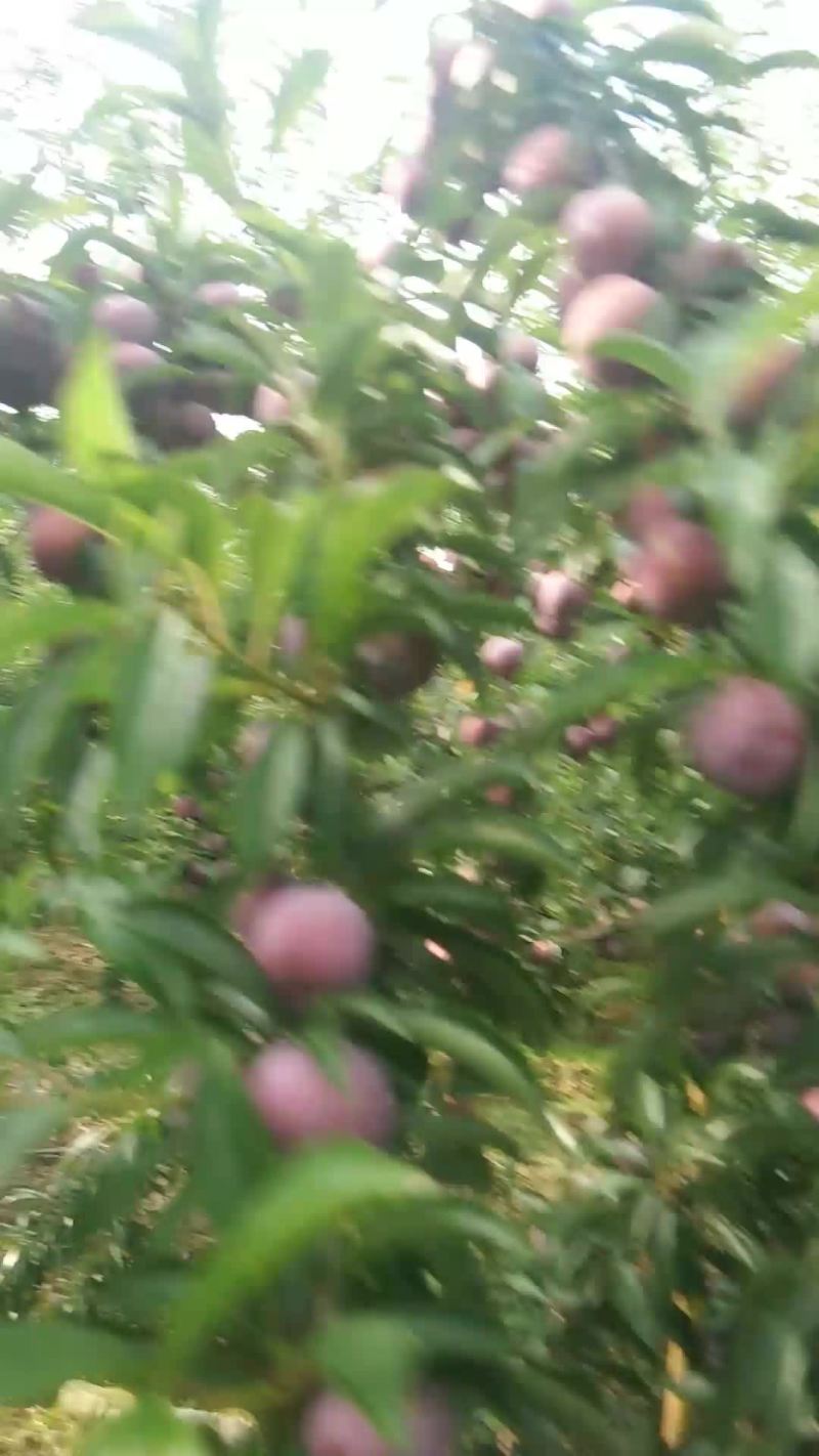 小脆红大量上市有几十万斤