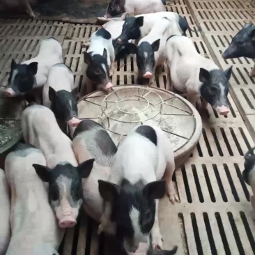 大量出售巴马香猪种猪苗