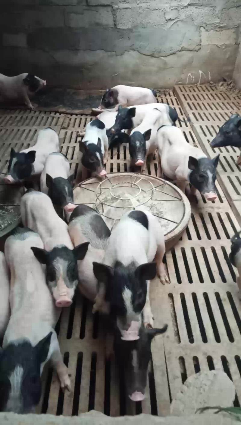 大量出售巴马香猪种猪苗