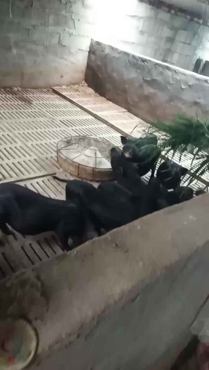 大量出售巴马香猪种猪苗