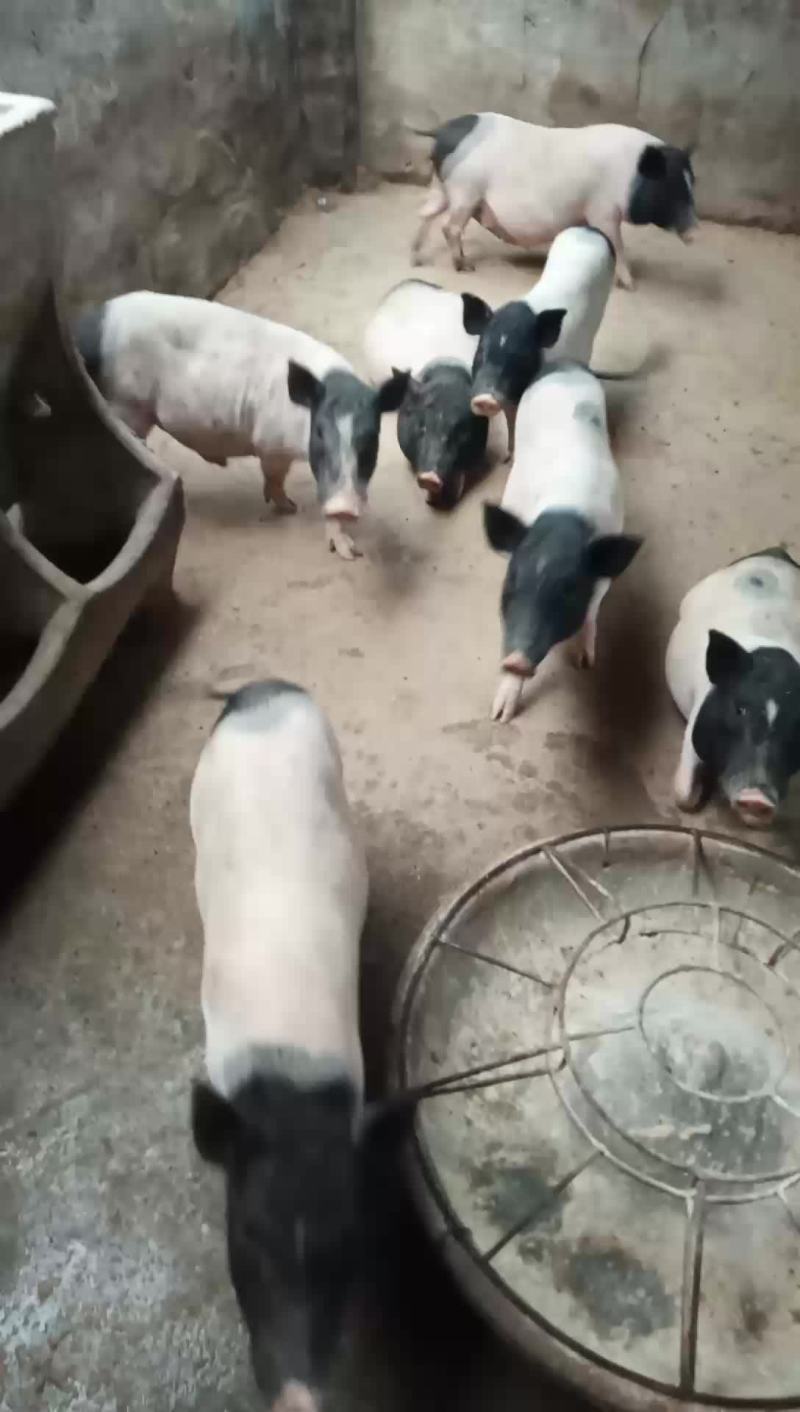 大量出售巴马香猪种猪苗