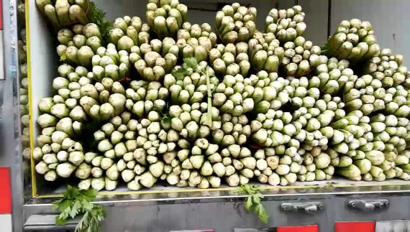 精品西芹