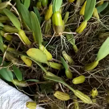 石仙桃