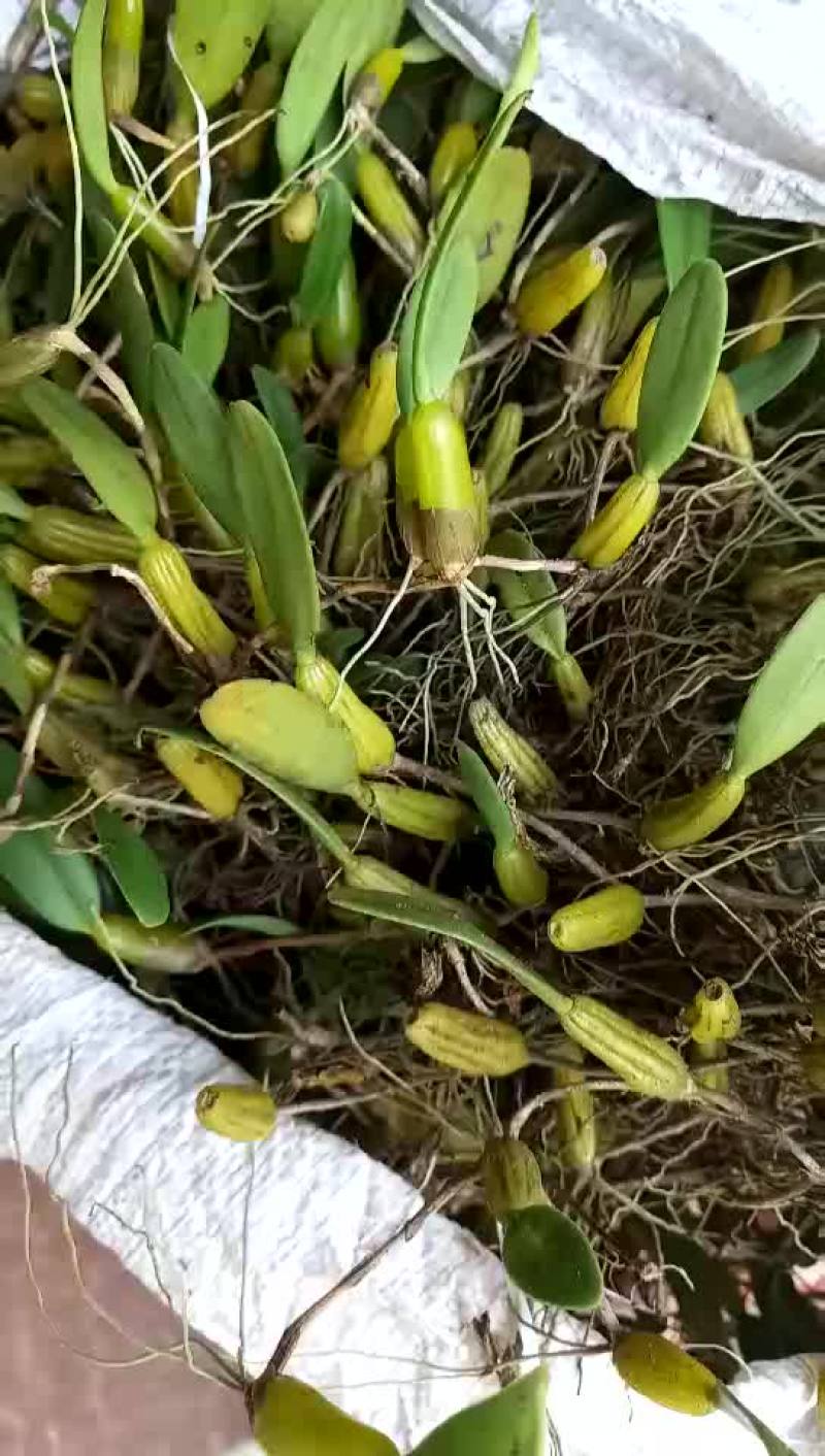 石仙桃