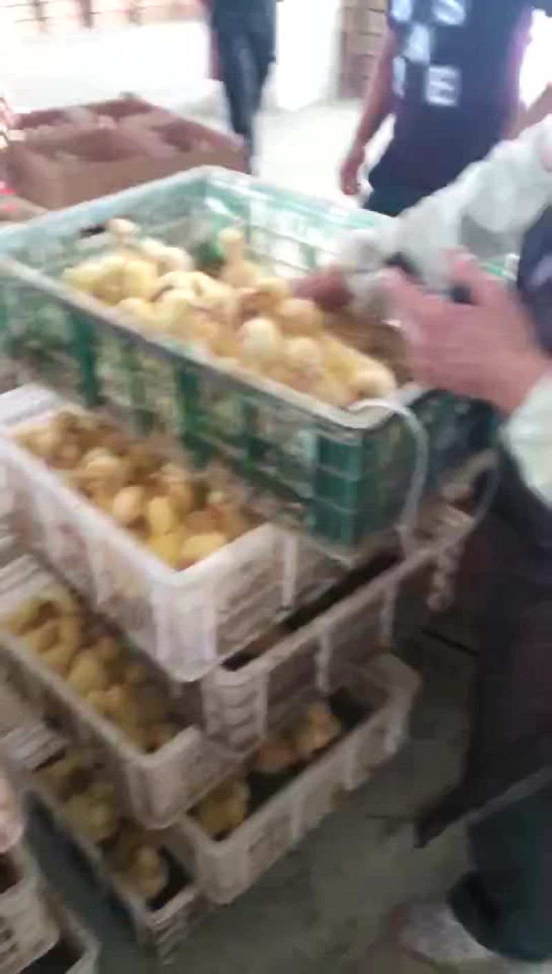 大三花鹅苗
