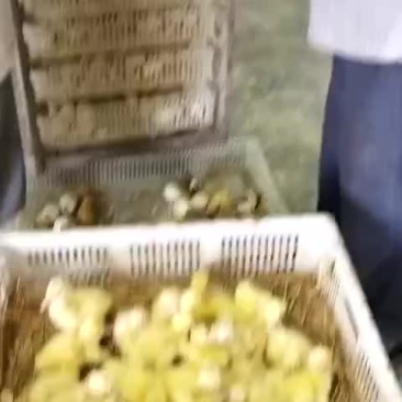 大三花鹅苗