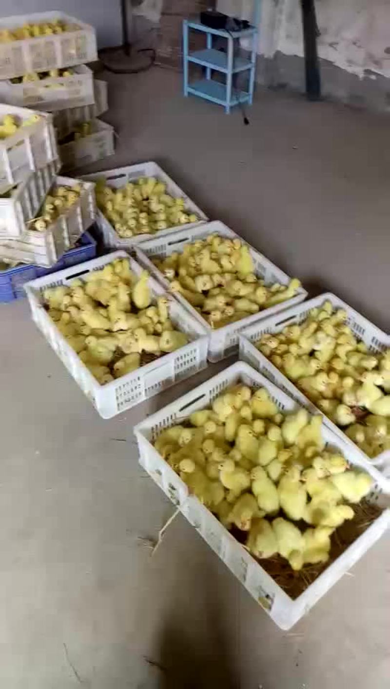 大三花鹅苗