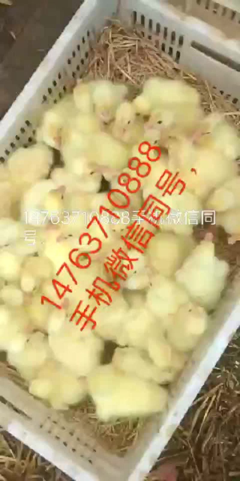 大白鲨鹅苗