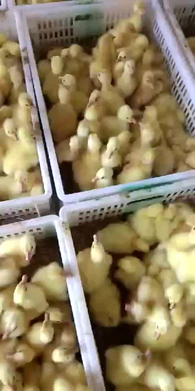 大白鲨鹅苗