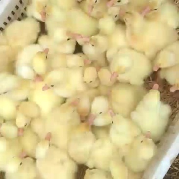 大白鲨鹅苗