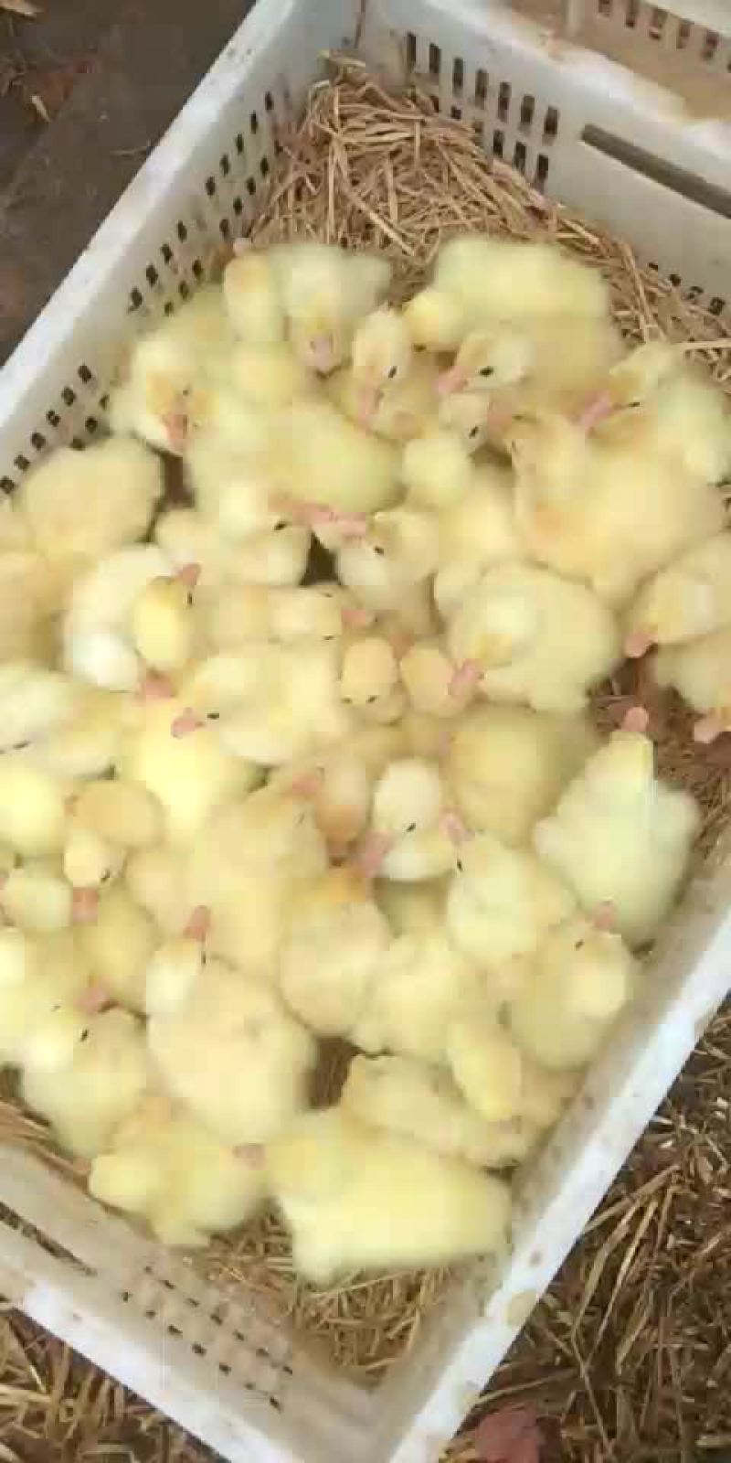 大白鲨鹅苗