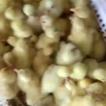 杂交鹅苗