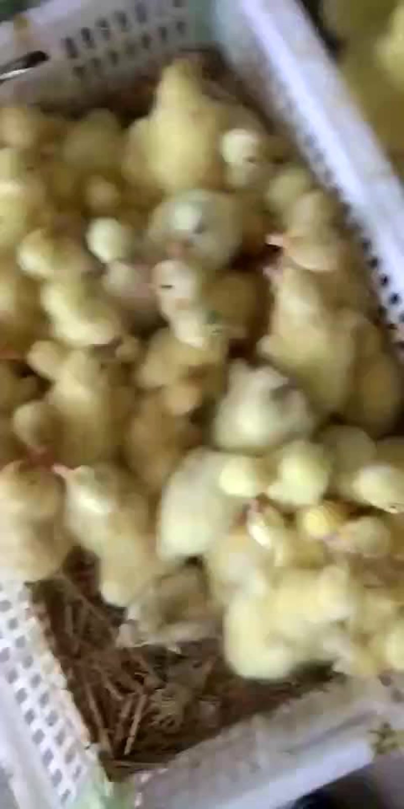 杂交鹅苗