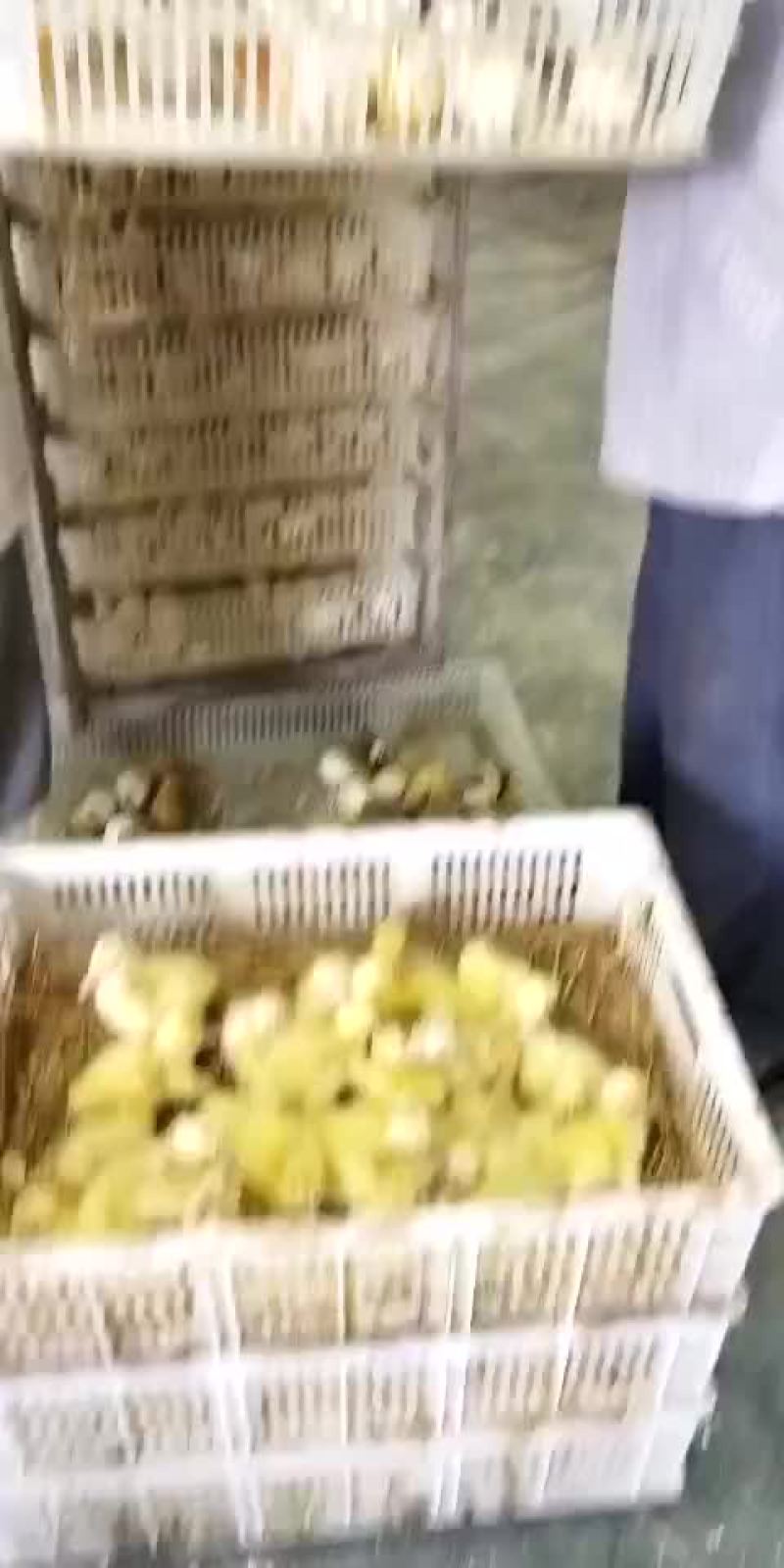 杂交鹅苗