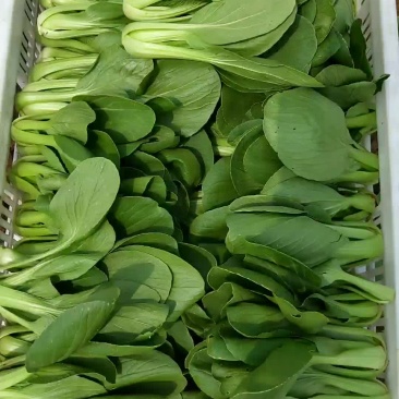 油菜上海青快菜小白菜