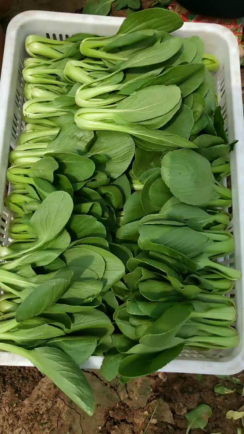 油菜上海青快菜小白菜