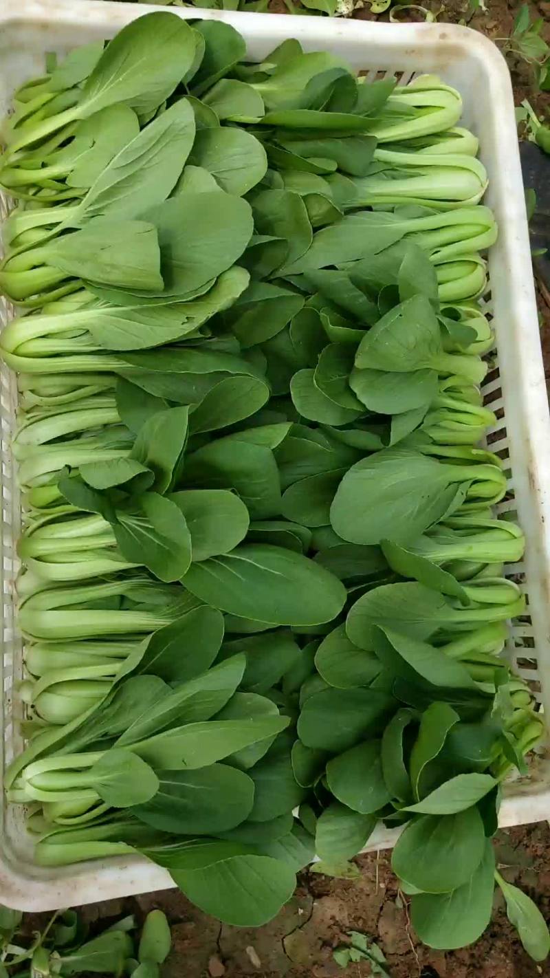油菜上海青快菜小白菜