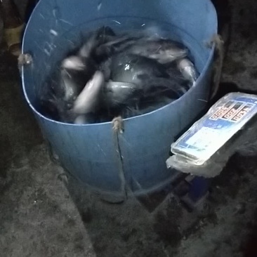 罗非鱼