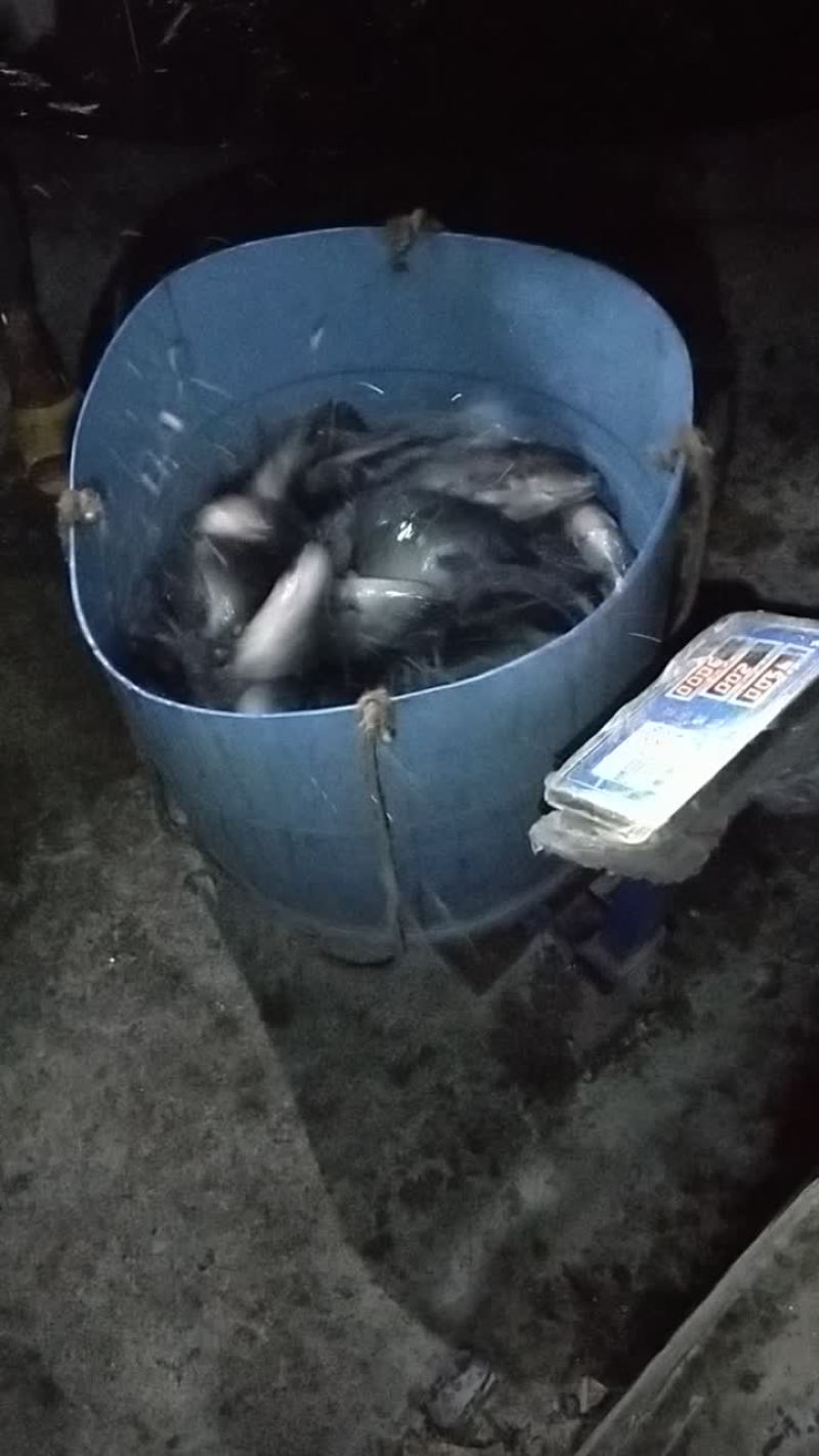 罗非鱼