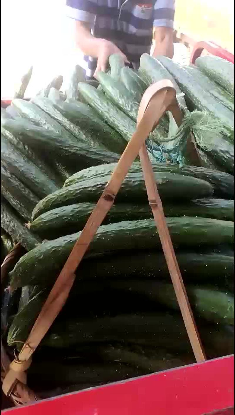 青瓜