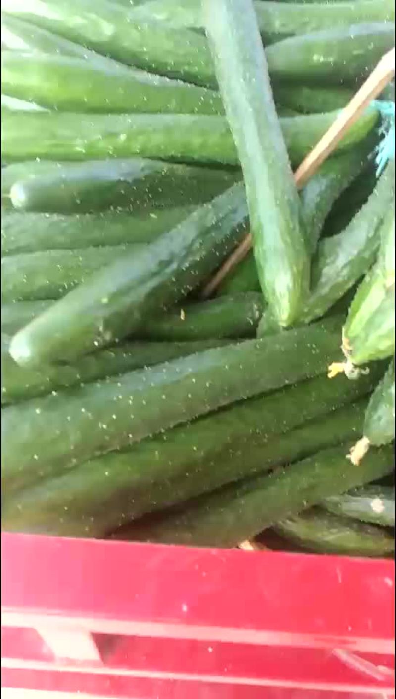 青瓜