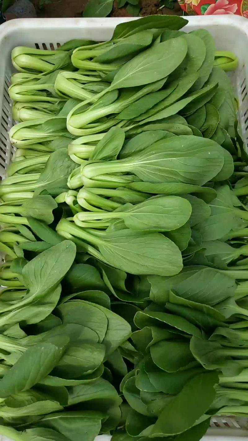 上海青小油菜小白菜