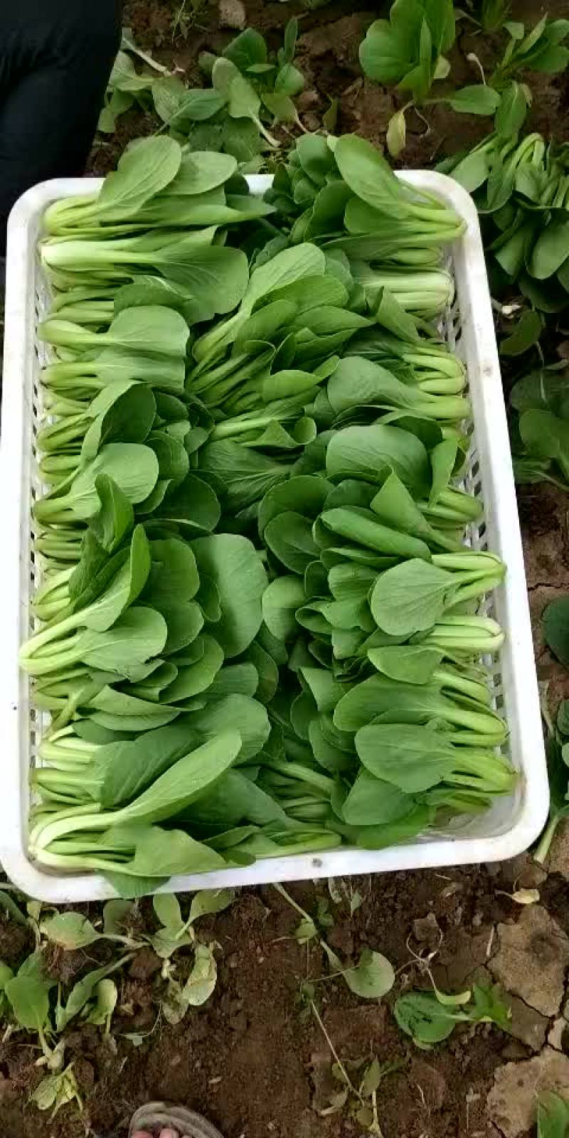 上海青小油菜小白菜
