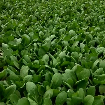 上海青小油菜小白菜