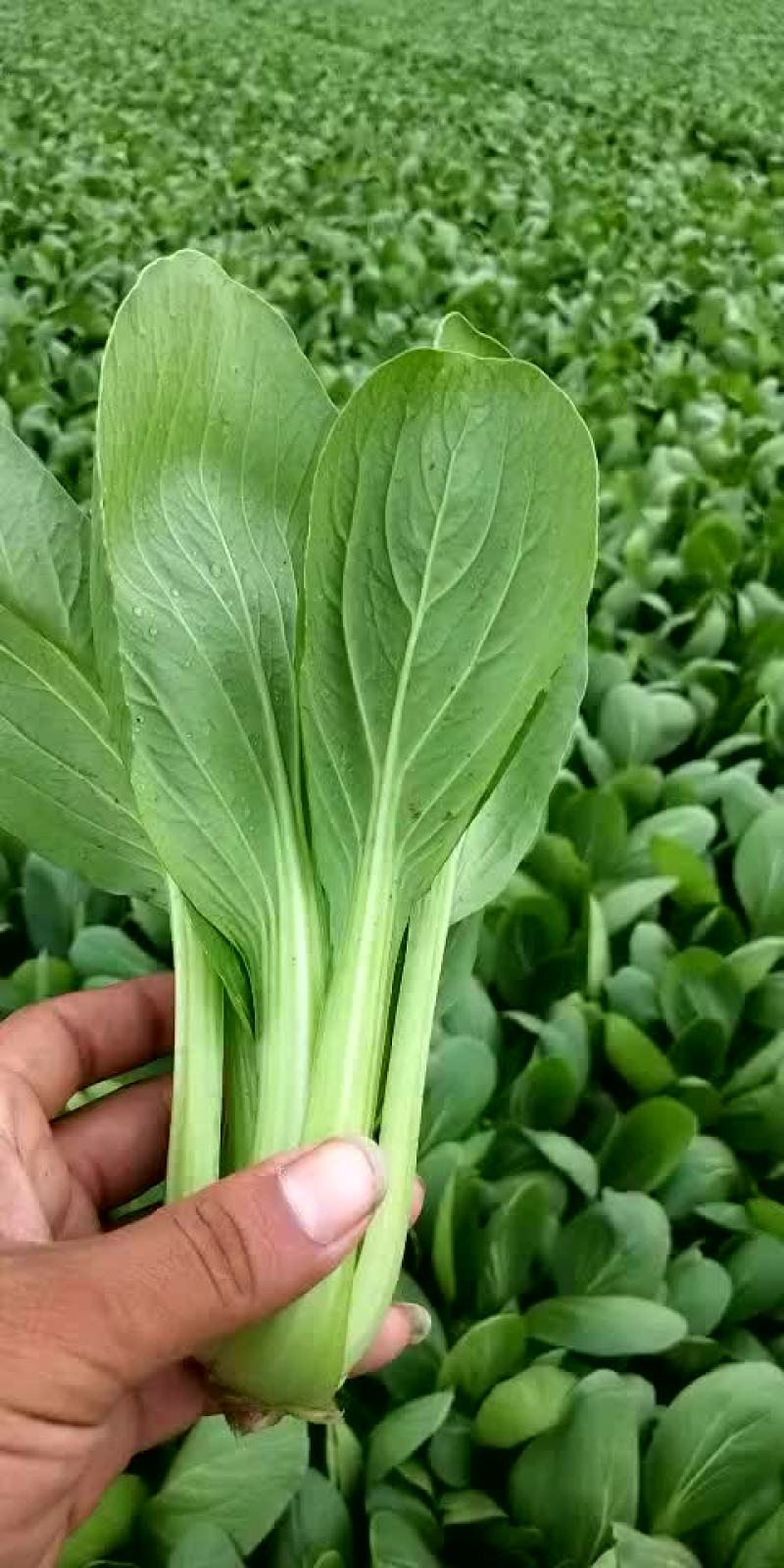 上海青小油菜小白菜