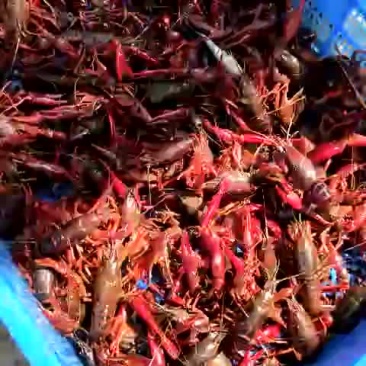 种虾